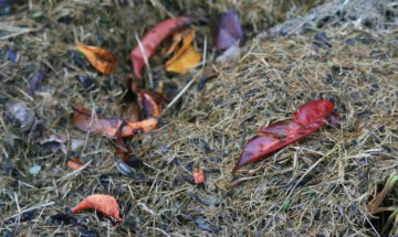 Top 7 Reasons to Compost