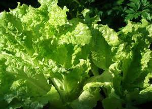 GardenDish - Indoor Garden - Lettuce