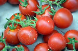 GardenDish - Indoor Garden - Tomatoes