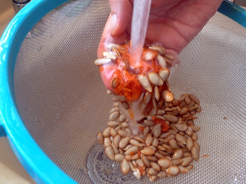 rinsing butternut seeds