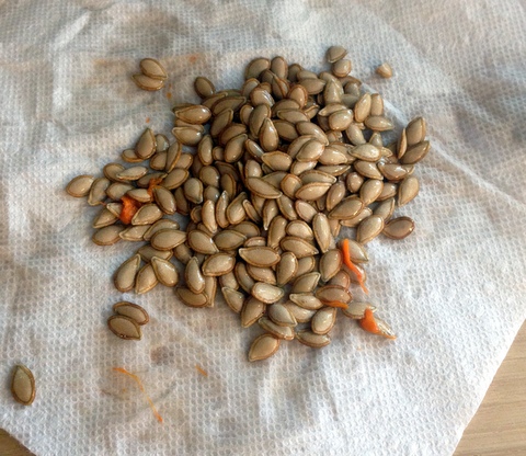 pat dry butternut seeds